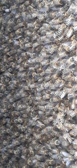 Бджоломатки чистопородні, плідні, карпатянка, “Говерла»