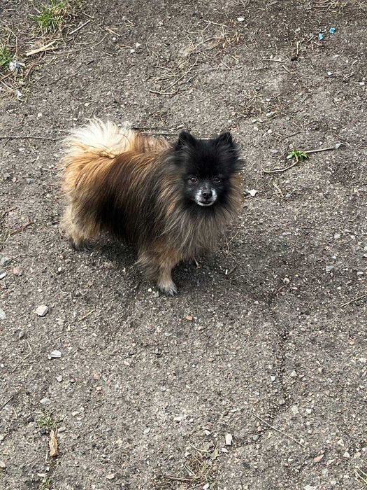 Померанский шпиц, шпицы, кобель Котыгорошек
