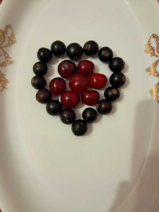 Продам саджанці сортової чорної смородини з великими ароматними ягодам