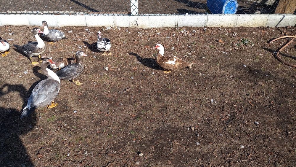 Ovos de perú e de ganso