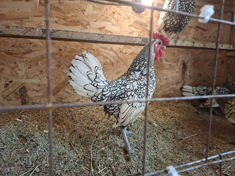 Куры яванская бентамка