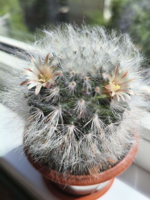 Мамілярія бокасана (mammillaria bocasana), дорослий пухнастий кактус 8 см. з дітками