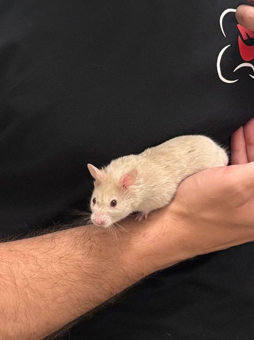 Chomik syryjski, oswojony – do oddania w dobre ręce