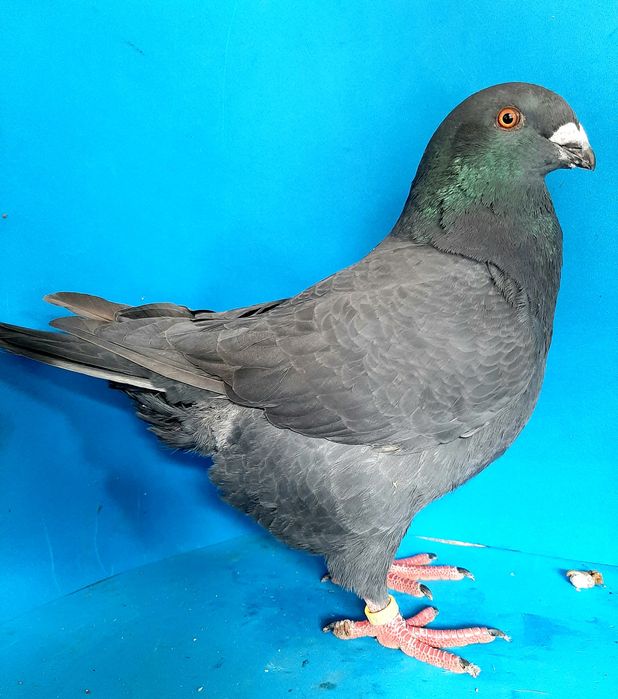 Giant Homer - Casal de pombos