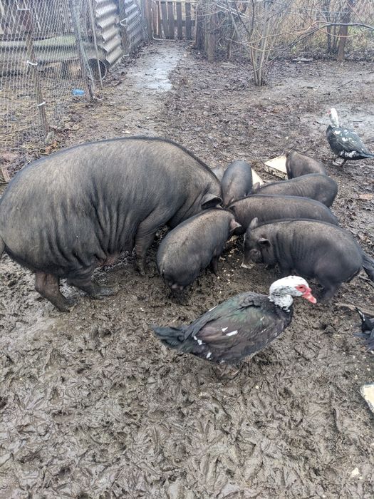 Поросята породы вьетнамские