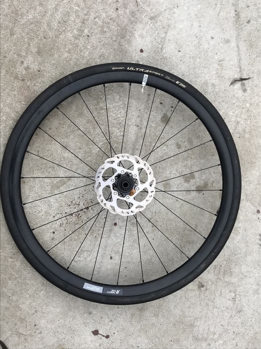 Kolo rose twenty five