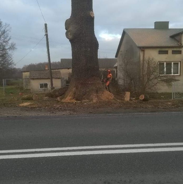 Wycinka drzew drwal -pilarz