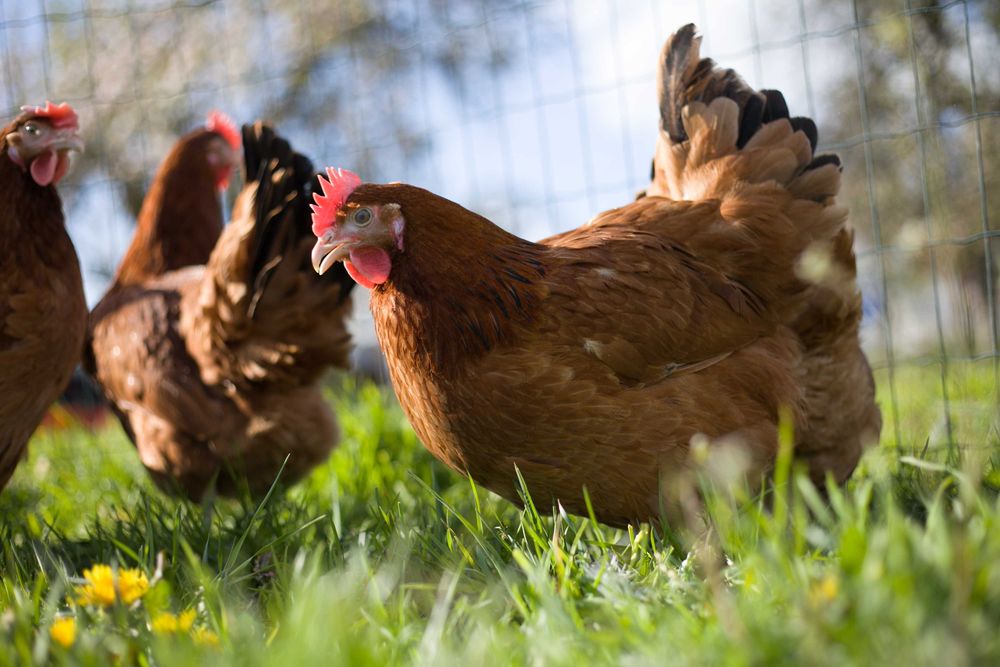 Kury nioski odchowane Rosa ogólnoużytkowa