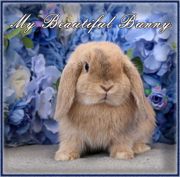 *** Króliczek 100% Mini Lop Hodowla - Harlequin