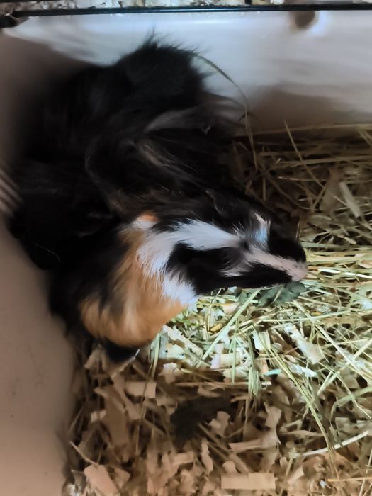 Świnki morskie samce i samiczki