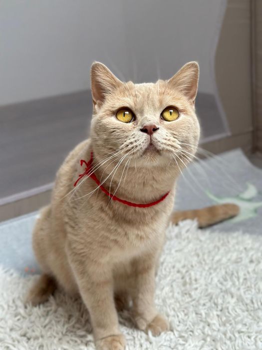 Kotki Brytijskie Krótkowłose /  Bicolor /WCF gotowe do odbioru