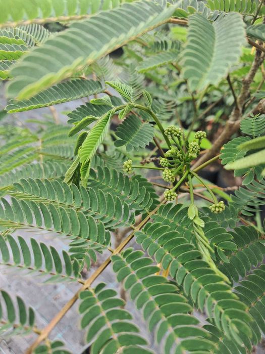 Albicja 'Tropical Dream'