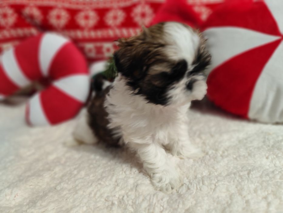 Shih-tzu  Axel  piesek tricolor