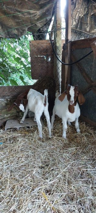 Casal Boer puros