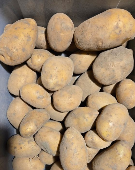 Ziemniaki odmiana soraya