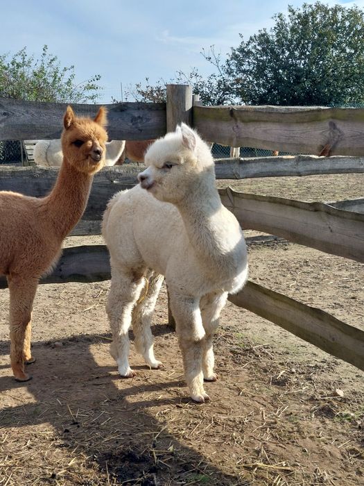 Biały samczyk alpaki Primero