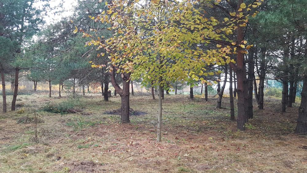 Działka budowlane, szlak Wielkich J Mazurskich, Kozin, Media, 1000m x2 - Widok 4