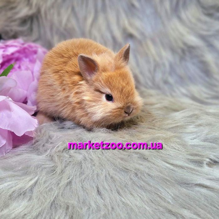 Карликовий кролик рудий карликовый Левоголовий Львиноголовый Lionhead