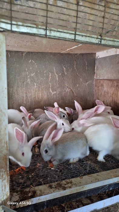 Coelhos  protos para mudar  de dono