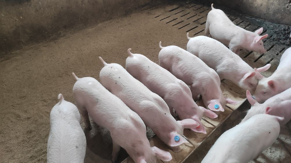 Продам свинок ( Ф1) Велика Біла + Ландрас