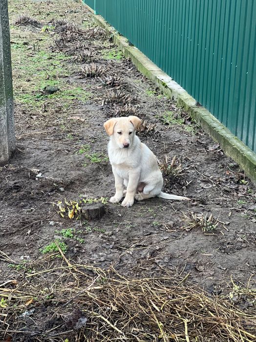 Цуценята хлопчики в добрі руки