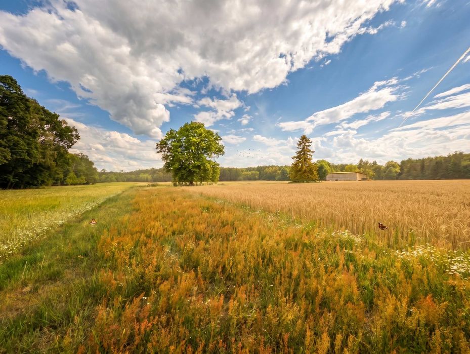 Działka Budowlana z Warunkami Zabudowy 1000 m² Ostrów / Kaznów. Bezterminowe Pozwolenie Oraz Projekt Budynku, Las! Doskonała Inwestycja - Widok 2