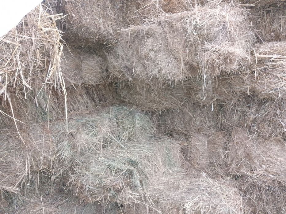 Продам луговое сено