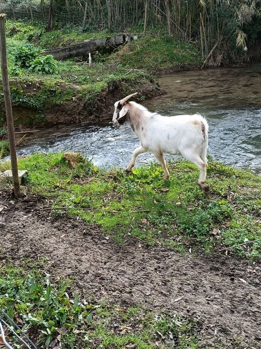 Vendo bode com um ano