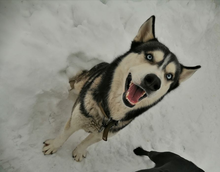 Хаскі, вязка, голубоокий красень шукає красуню для серйозних стосунків