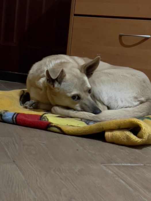 Оливка с Херсона чудесная девочка ищет семью