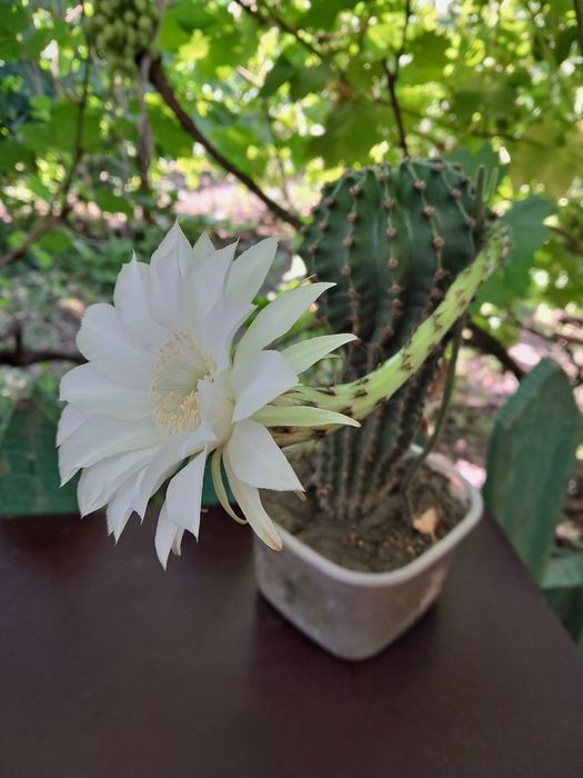 Колекція кактусів Ехінопсис (Echinopsis)