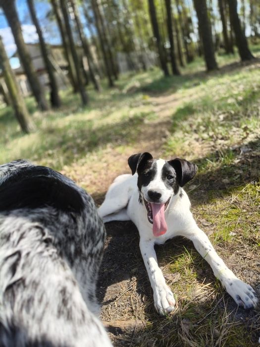 Szczeniak do adopcji - suczka