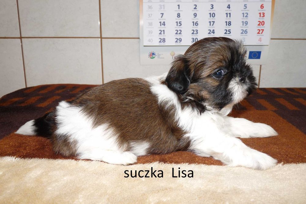 Shih tzu, suczka Lisa do odbioru od 22 sierpnia.