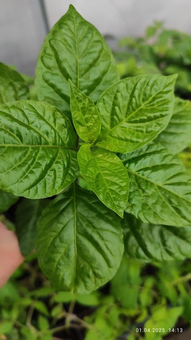 Carolina Reaper розсада