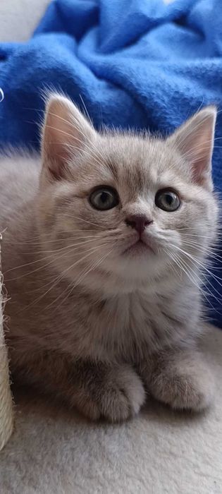 Продажа шотландських кошенят у Миколаєві
