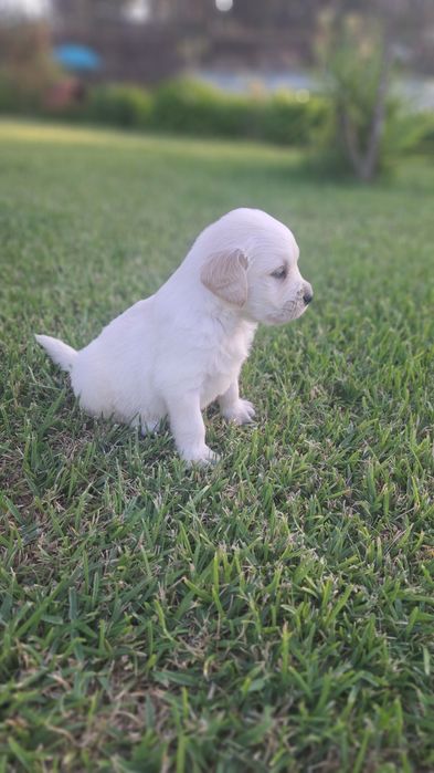 Golden  retriever