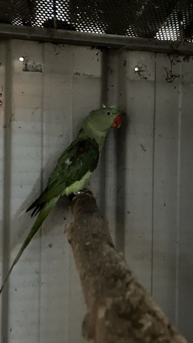 Grande alexandre e pionus sinilus