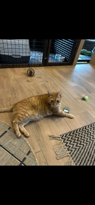 Hotel dla zwierzat psow kotow gryzoni   opieka dla zwierzat catsitter