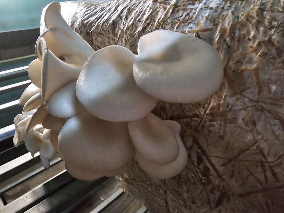 Sprzedam świeżego boczniaka