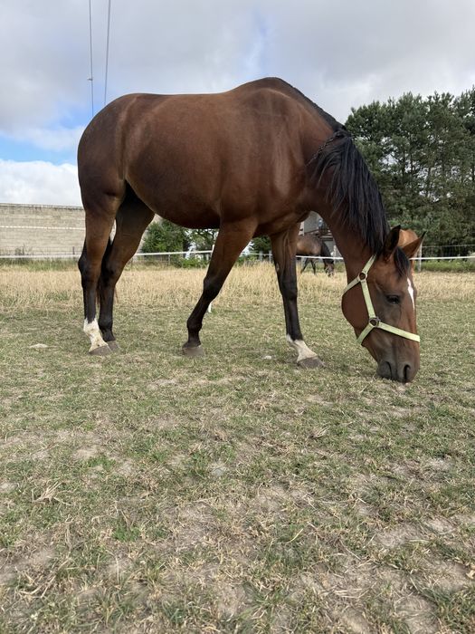 Klacz typ szlachetny