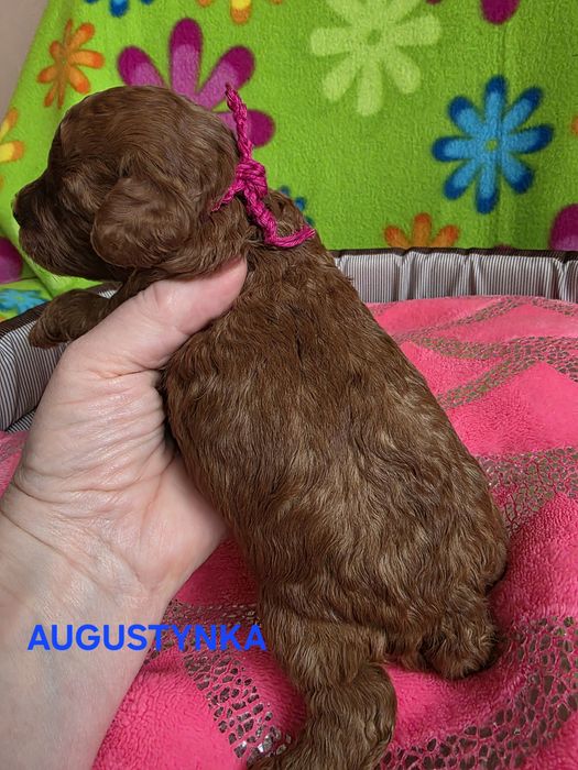 Zarezerwowana  AUGUSTYNKA