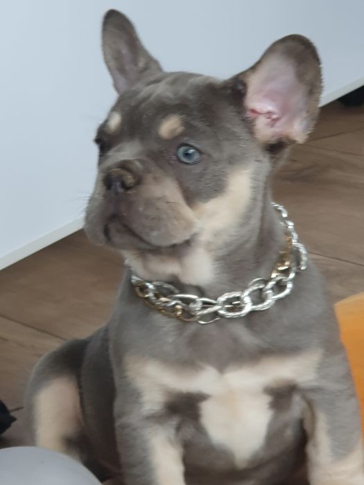 Buldog francuski,/Mały urwisek