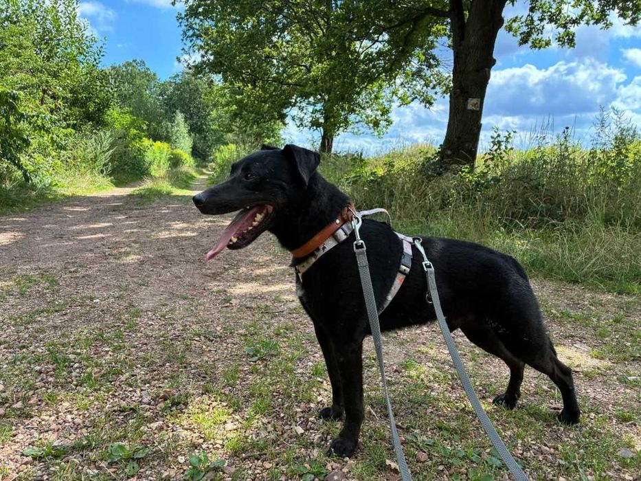 Wygląda jak mniejszy labrador - Mejlo czeka w schronisku