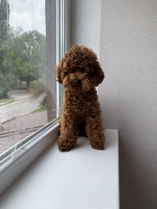 Той пудель, Китай, вязка