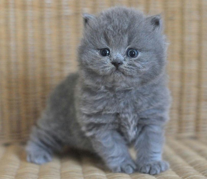 Серенькая кошечка