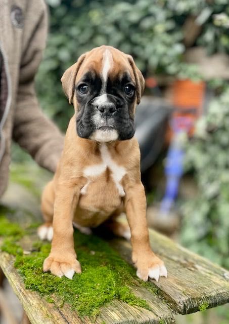 Німецький боксер . Рудий хлопчик .