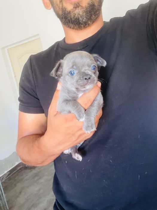 chihuahua macho azul