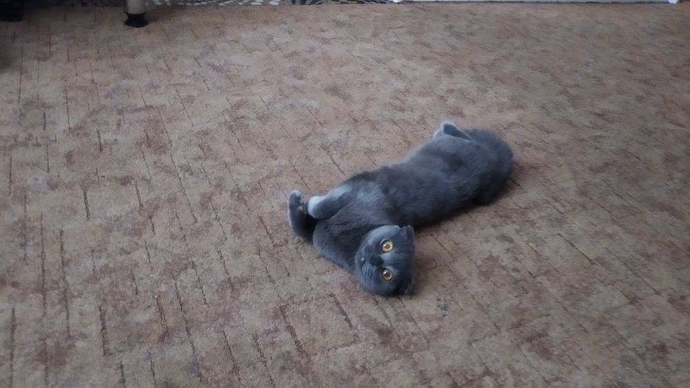 Продам кошку Шотландская веслоухая серая