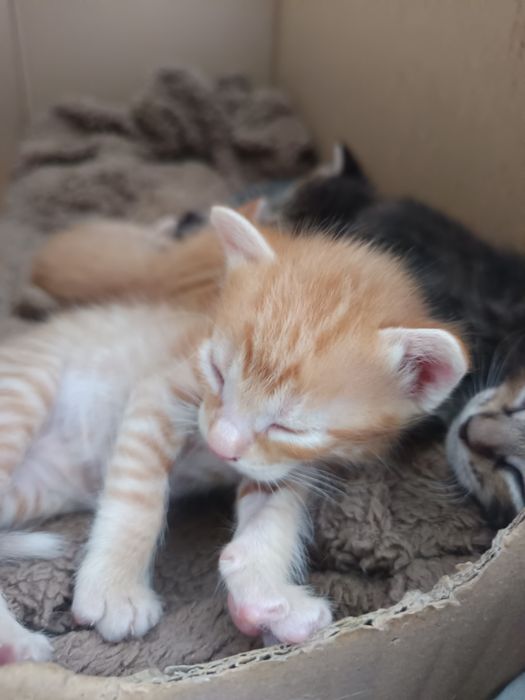 Gatinhos para adoção