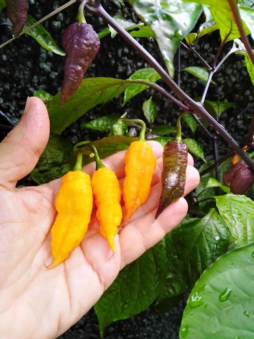 10 Sementes Naga Bhut Jolokia Vermelha ou Amarela MALAGUETA PIMENTA